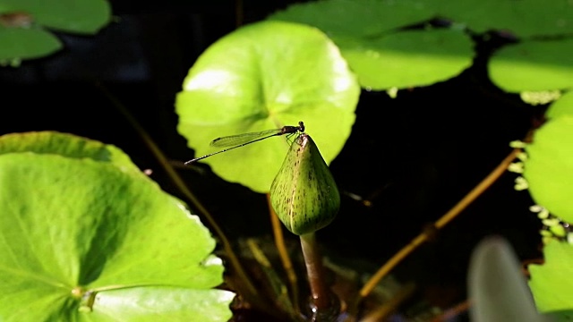 莲花上的蜻蜓。近距离拍摄，右移。视频下载