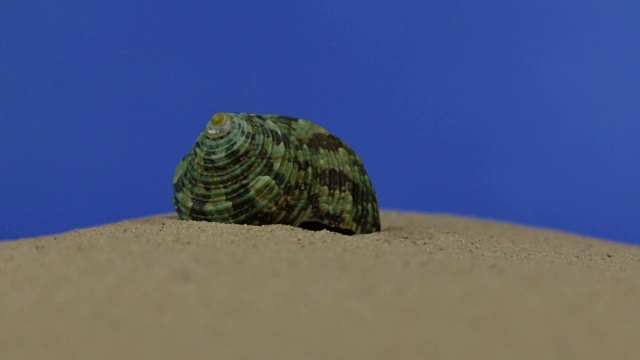 美丽的贝壳躺在沙滩上。孤立的视频素材