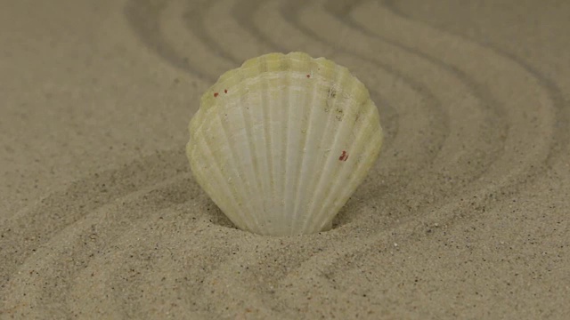 一个美丽的贝壳躺在沙做的“之”字形上视频素材
