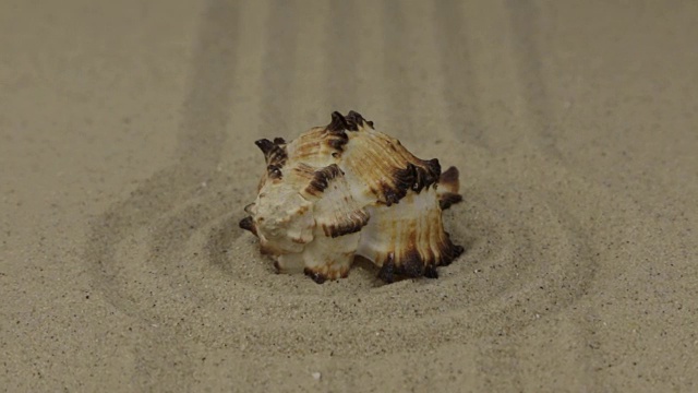 一个美丽的贝壳躺在一圈沙子里视频素材