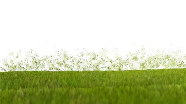 小草在风中飞舞，粒粒白粒粒飞舞视频素材