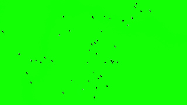 一群鸟从左边飞到右边的绿幕视频素材