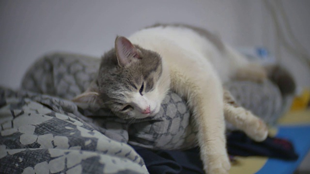 猫咪睡在熨衣板上放松的宠物慢动作视频室内生活方式视频下载