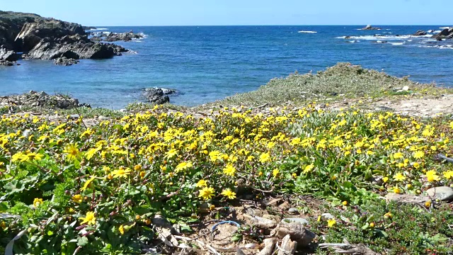 前景中有鲜花的撒丁岛海滩视频素材