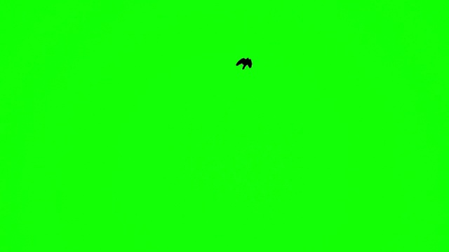 鸟儿一个接一个地飞向绿幕视频素材