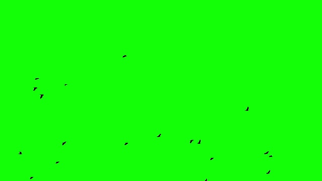 一群鸟沿着地平线从左向右飞向绿幕视频素材