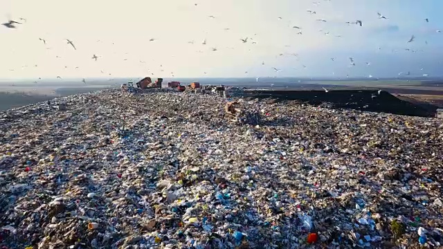 垃圾堆。饥饿的海鸥正在荒野中寻找食物视频素材