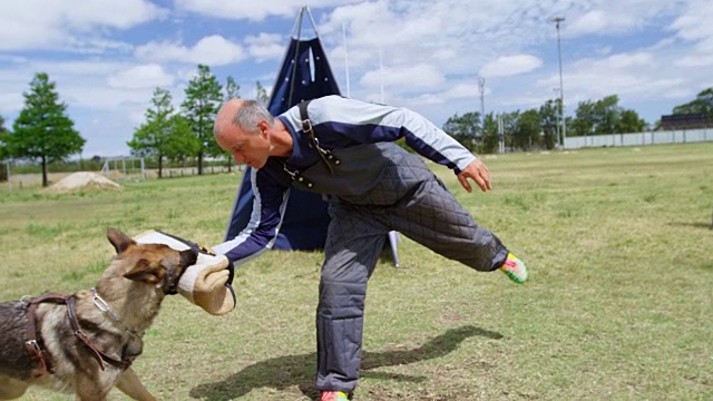 训练师在野外训练一只牧羊犬视频下载