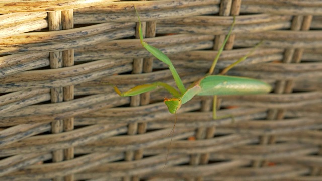 柳条树篱上的螳螂视频素材