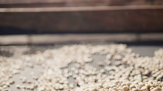 慢动作近距离手检查咖啡种子在日光田。咖啡农民的手筛干燥的咖啡豆视频素材