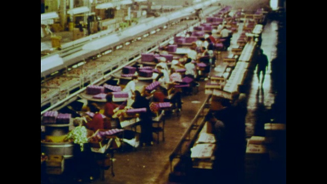 1966年工厂里包装水果的女工视频下载