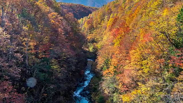 延时:中津川桥与秋红叶森林，相珠松，日本福岛视频下载