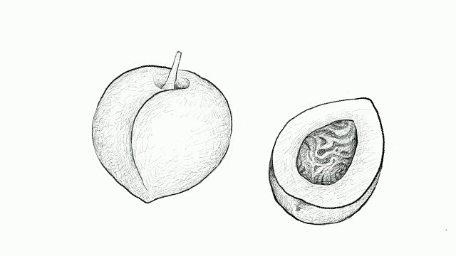 手绘的桃子或油桃视频剪辑视频下载