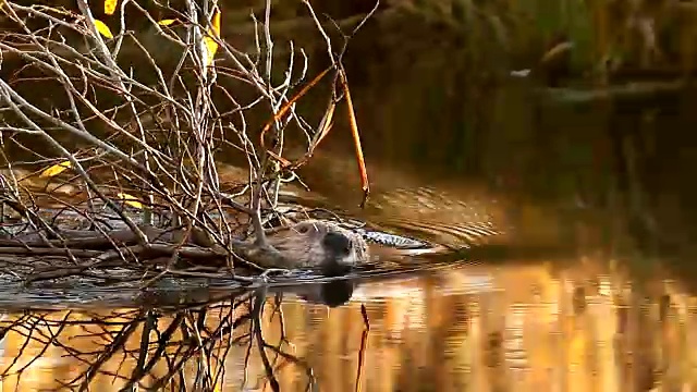 MS 4K彩色照片海狸(Castor canadensis)游泳在一个池塘与一口小树枝视频下载