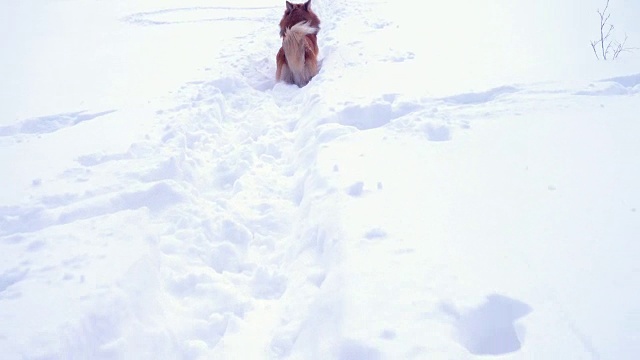 冬日里，有趣的毛茸茸的柯基狗在户外散步视频下载