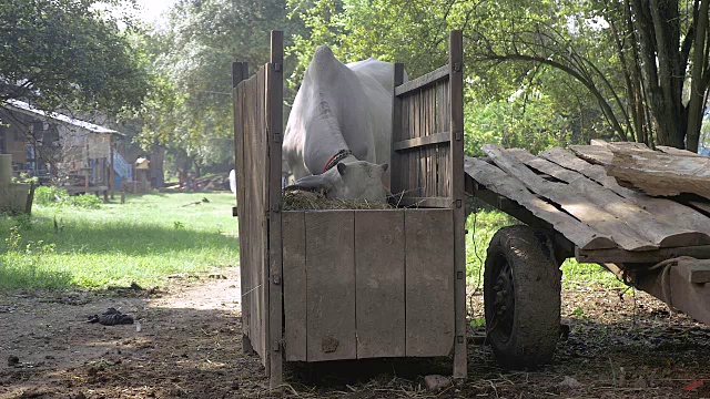 近距离看到一头白奶牛正在吃木头喂食器里的干草视频素材