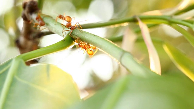 蚂蚁在阳光下爬树视频素材
