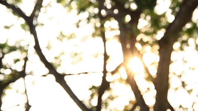 模糊的树与阳光，抽象的背景视频素材