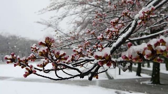 樱花或雪中的樱花花蕾视频下载