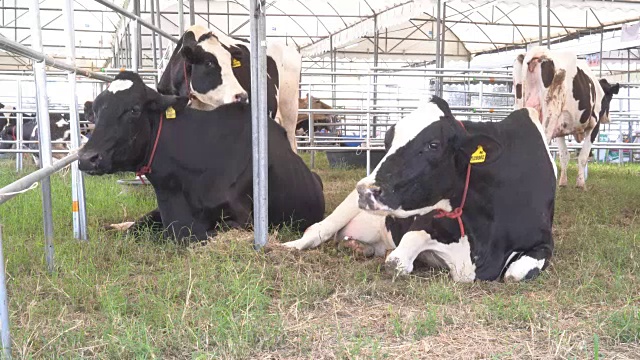 牛在农场视频下载