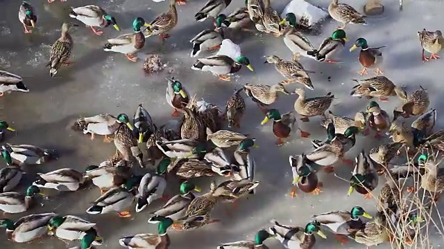 许多野鸭和公鸭在冰上觅食和行走视频下载
