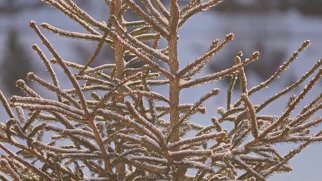 冬天山上的雪树视频下载