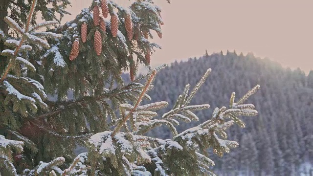 冬天山上的雪树视频下载