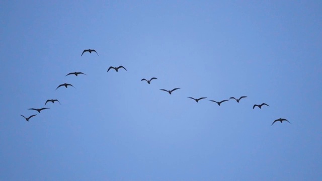 跟随领导:一群海鸥排成不完美的V字队形飞行。缓慢的运动。鸟鸥编队飞翔，蓝天为背景。成群迁徙的大鸟视频下载