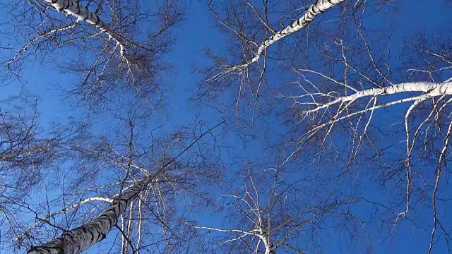 美丽的桦树在阳光明媚的冬日视频下载