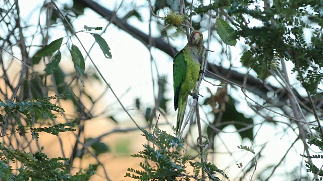 哥斯达黎加的亚马逊白顶鹦鹉视频素材