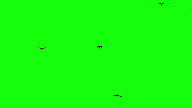 飞鸟的剪影。色度键视频素材