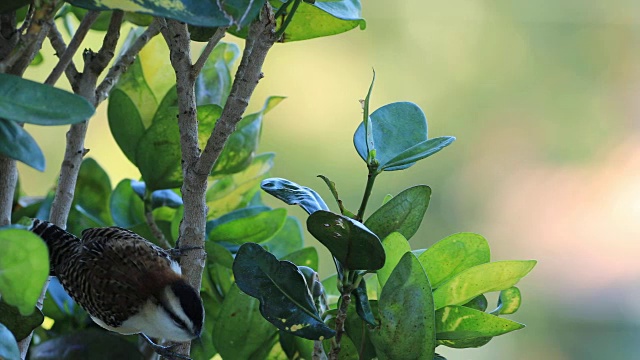哥斯达黎加的红背鹪鹩(camylorhynchus rufinucha视频素材
