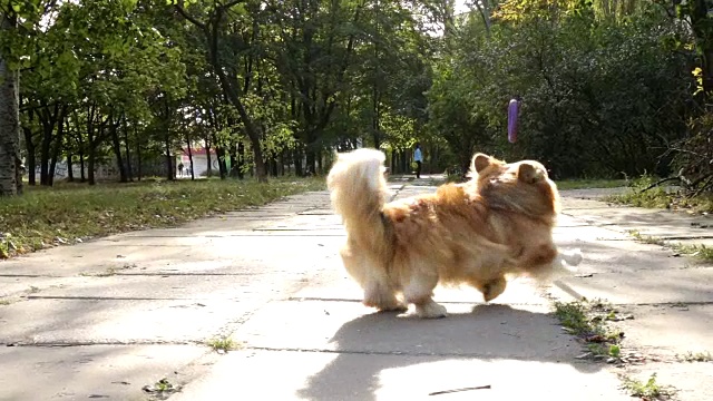 有趣的威尔士柯基犬在户外散步视频素材