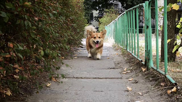 有趣的威尔士柯基犬在户外散步视频素材