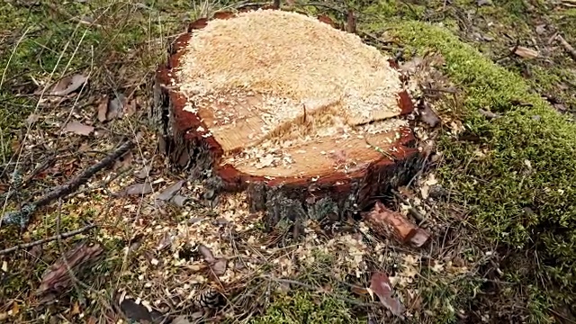 43、树桩在林中，砍柴4K视频下载