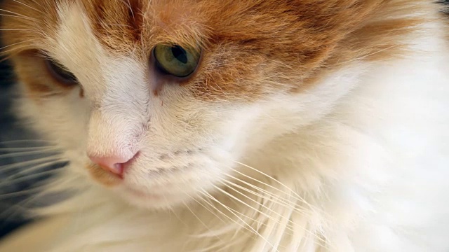 红色和白色的猫脸靠近视频下载