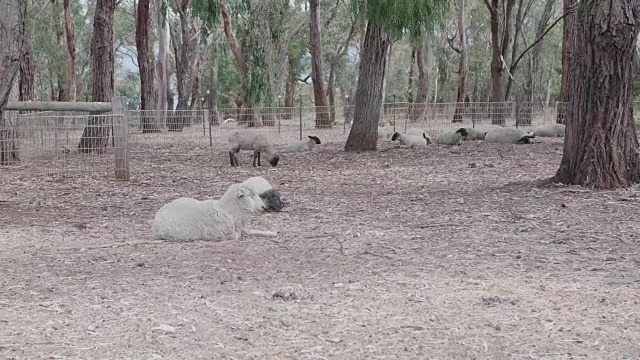 草地上的羊吃草休息视频下载