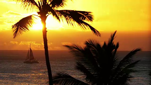夏威夷的棕榈树日落，4k视频素材