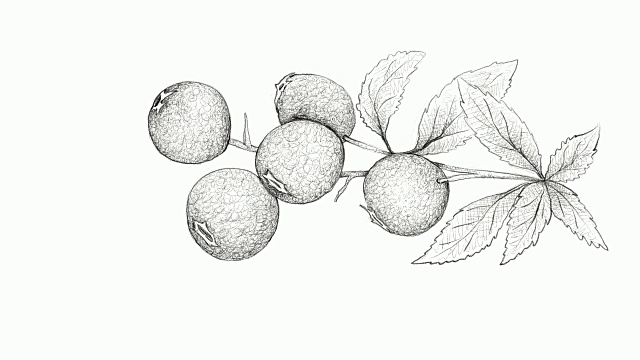 手绘成熟的山莓视频剪辑视频素材