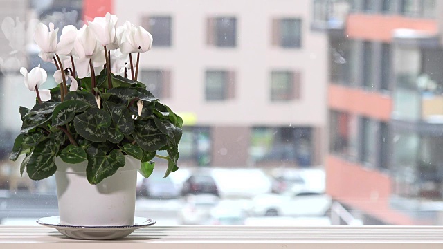 窗台上的花盆里有白色仙客来花，窗外冬天下雪视频下载