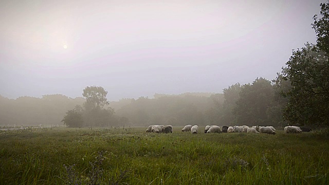 在荷兰的一个大雾天，羊群里聚集着许多羊视频下载