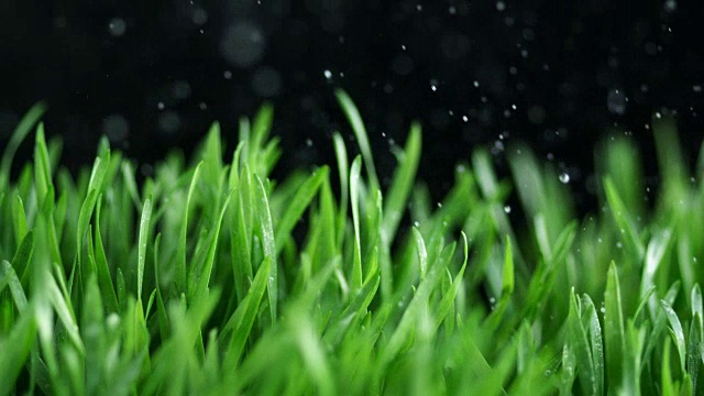 雨点落在绿麦草上视频素材