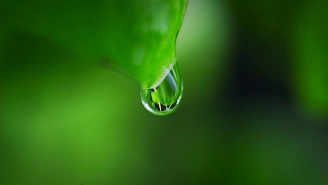 一滴水从叶子的边缘滴下来视频素材