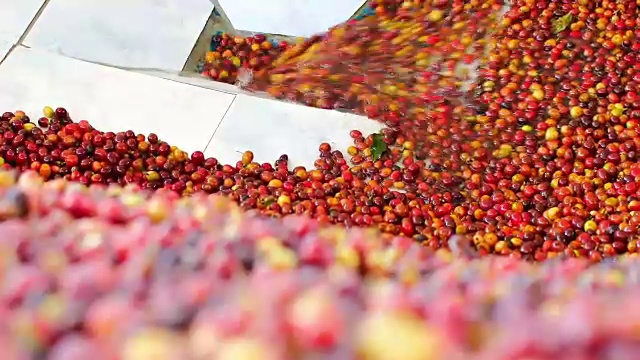 泰国北部清莱出产的100%有机阿拉比卡咖啡豆。视频下载