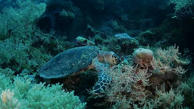 绿海龟在珊瑚礁里吃软珊瑚视频素材