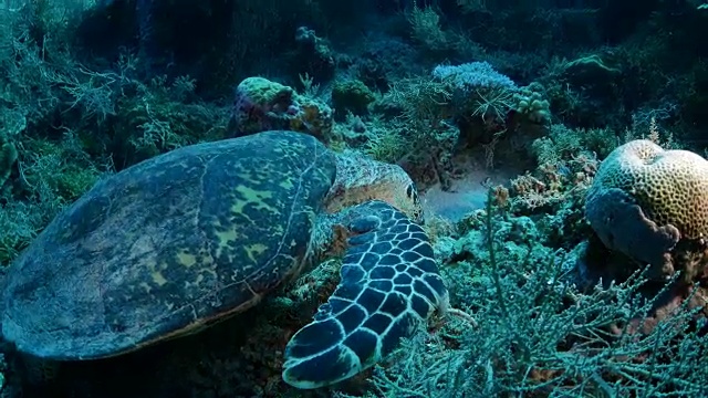绿海龟在暗礁上吃珊瑚视频素材