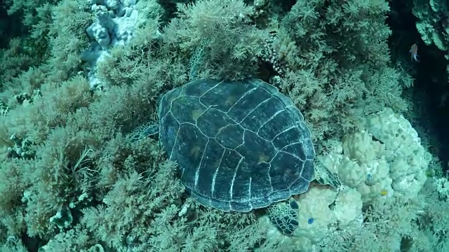 太平洋里脊海龟，软珊瑚视频素材