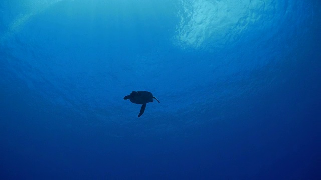 海龟游到水面视频素材