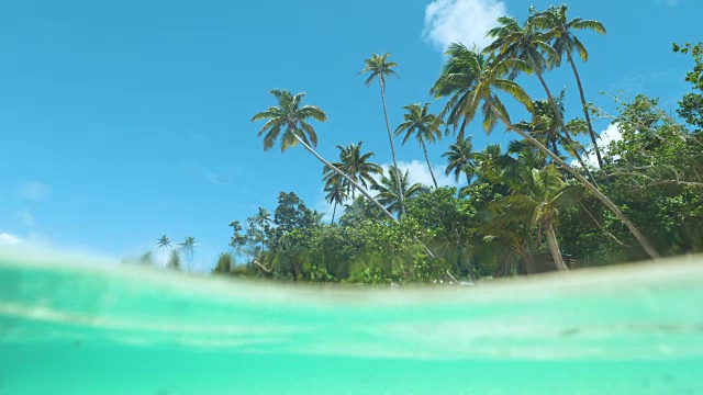 半水下:在阳光明媚的日子里，高大的棕榈树伸展在碧绿的海浪上。视频素材