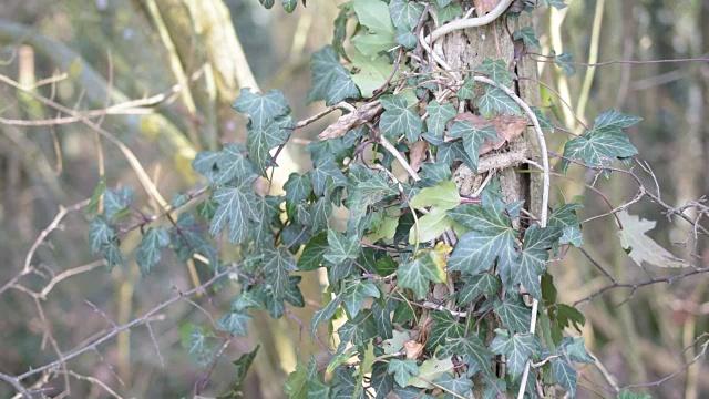 树枝上长着绿色的常春藤视频素材